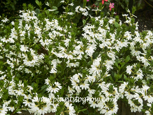 Top Pot White Fan Flower